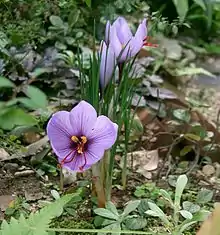 Crocus sativus