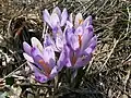 Crocus vernus subsp. vernus