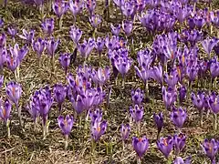 Crocus vernus