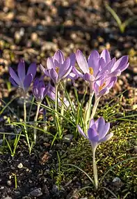 Crocus tommasinianus