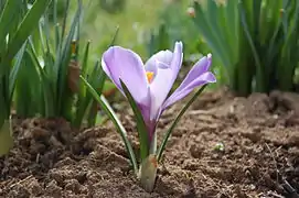 Crocus vernus (dans les pâturages et les prés en avril).