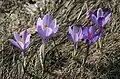 Crocus vernus subsp. vernus dans les Apennins