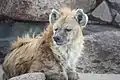 Une hyène tachetée.