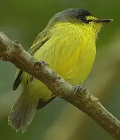 Todirostre à tête grise (Todirostrum poliocephalum)