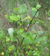Arbuste aux rameaux brun-rouge et feuilles vert clair crénelées.