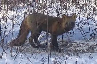 Un renard croisé à Ester, en Alaska.