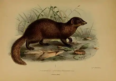 Illustration originale de l'espèce