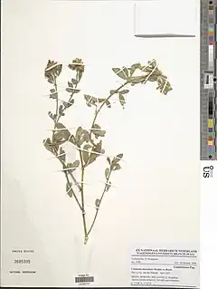 Crotalaria atrorubens (Bodjécali).
