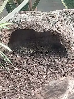 Description de l'image Crotalus armstrongi in Morelia zoo.jpg.