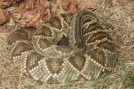 Crotalus durissus cumanensis