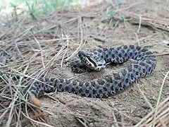 Description de l'image Crotalus pusillus 72647737.jpg.