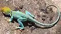 Crotaphytus collaris à Hovenweep National Monument, États-Unis