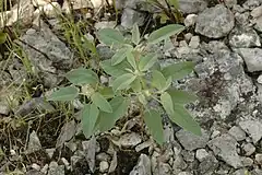 Description de l'image Croton capitatus.jpg.