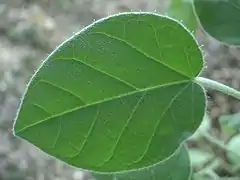 Description de l'image croton ciliatoglandulifer-leaf.jpg.