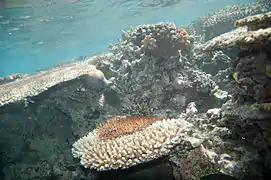 Une acanthaster escaladant le corail aux Îles Fidji.