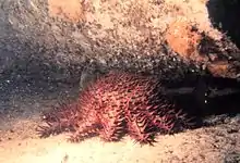 une jeune acanthaster violette au disque central bombé sous un rocher.