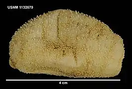 Crucella scotiae, un Paracucumidae