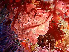Corallinales sp.