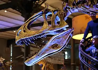 Crâne de Cryolophosaurus ellioti.