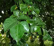 Cryptocarya woodii, autre plante-hôte