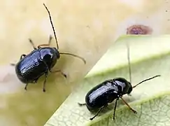 Cryptocephalus nitidus, insecte noir brillant.