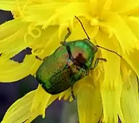 Cryptocephalus sericeus, insecte vert et orange.