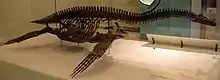 Squelette monté du plésiosaure à long cou Cryptoclidus.