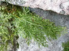 Cryptogramma crispa au Wurzelstein.