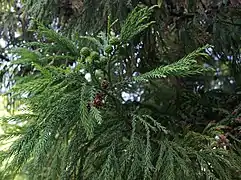 Cryptomeria japonica