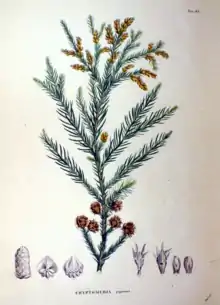 dessin en couleurs représentant plusieurs éléments d'une plante, dont une branche ramifiée garnie de feuilles en épines