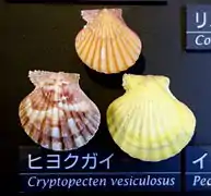 Cryptopecten vesiculosus