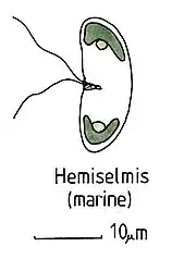 Schéma d'un Hemiselmis sp.