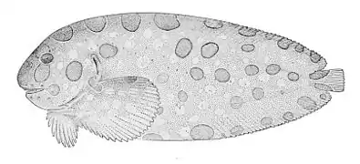 Crystallichthys cyclospilus
