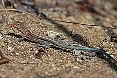 Description de l'image Cuban Ameiva (Ameiva auberi) (8597924852).jpg.