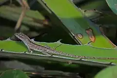 Description de l'image Cuban Coast Anole (Anolis jubar) (8591591217).jpg.