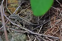 Description de l'image Cuban Dark-bark Anole (Anolis argillaceus) (8596820559).jpg.