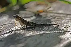 Description de l'image Cuban White-fanned Anole (Anolis homolechis) (8591591473).jpg.