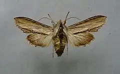 Shargacucullia scrophulariae
