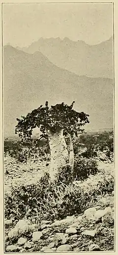 Dendrosicyos socotranus, l'arbre à concombre, photographié vers 1890 par Henry Ogg Forbes.