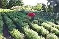 Cueillette des feuilles de verveine chez Fleurs de Verveine, hameau de Rougeac à Rosières