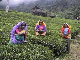 Le Pedro Tea Estate de Nuwara Eliya - Étape 9