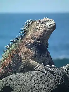 Photographie d'un iguane marin sur un rocher.