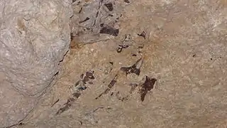 Fossile de mosasaure.