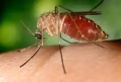 Les moustiques sont souvent vecteurs de maladies très virulentes. Ce Culex quinquefasciatus est le principal vecteur de la fièvre du Nil.