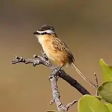 Tyranneau à queue aiguë (Culicivora caudacuta)