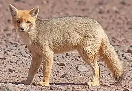 Renard gris d'Argentine (Lycalopex culpaeus).