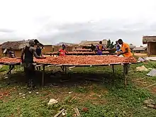 Opération de séchage des fèves de cacao.
