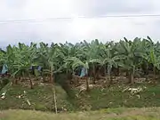 Banane en Équateur. Le pays est le premier exportateur mondial de bananes. L'Amérique latine produit environ 30% des bananes du monde.