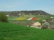 Les champs de fleurs forment de grandes bandes de couleurs vives.
