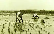 Culture du riz en Camargue par des riziculteurs indochinois, probablement vers le milieu du XXe siècle
